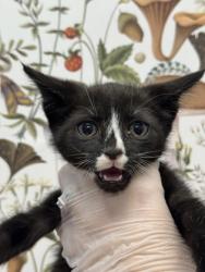 Shelter Stray Male Cat last seen Near S Lehigh St, 21224, MD, 2490 Giles Rd, Baltimore, MD 21225, USA