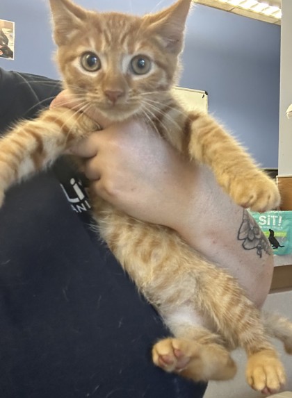 Shelter Stray Male Cat last seen Near Athena Ln, LITHONIA, GA, 30038, 30038, GA, 3280 Chamblee Dunwoody Rd, Chamblee, GA 30341, USA