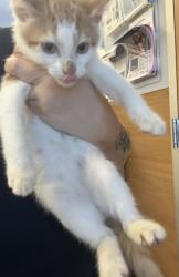 Shelter Stray Male Cat last seen Near Athena Ln, LITHONIA, GA, 30038, 30038, GA, 3280 Chamblee Dunwoody Rd, Chamblee, GA 30341, USA