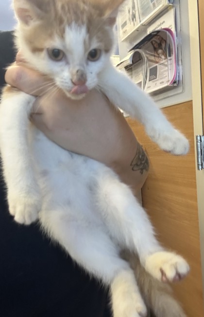 Shelter Stray Male Cat last seen Near Athena Ln, LITHONIA, GA, 30038, 30038, GA, 3280 Chamblee Dunwoody Rd, Chamblee, GA 30341, USA