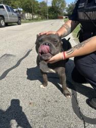 Shelter Stray Male Dog last seen Near CHRISTINE RD, North District,, 355 Hillshire Dr, Haslet, TX 76052, USA
