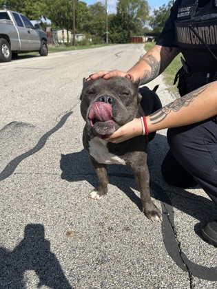 Shelter Stray Male Dog last seen Near CHRISTINE RD, North District,, 355 Hillshire Dr, Haslet, TX 76052, USA