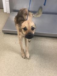 Shelter Stray Male Dog last seen Near E DREW ST, East District, TX, 355 Hillshire Dr, Haslet, TX 76052, USA