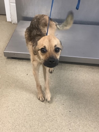 Shelter Stray Male Dog last seen Near E DREW ST, East District, TX, 355 Hillshire Dr, Haslet, TX 76052, USA