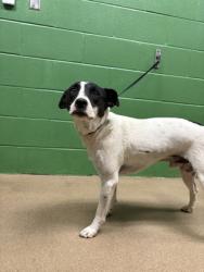 Shelter Stray Male Dog last seen Near Sherwood Ave, 29654, Honea Path City, SC, 1320 US-29, Anderson, SC 29626, USA