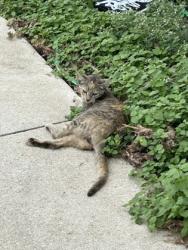 Shelter Stray Female Cat last seen Near LOMO ST,, South District,, 355 Hillshire Dr, Haslet, TX 76052, USA