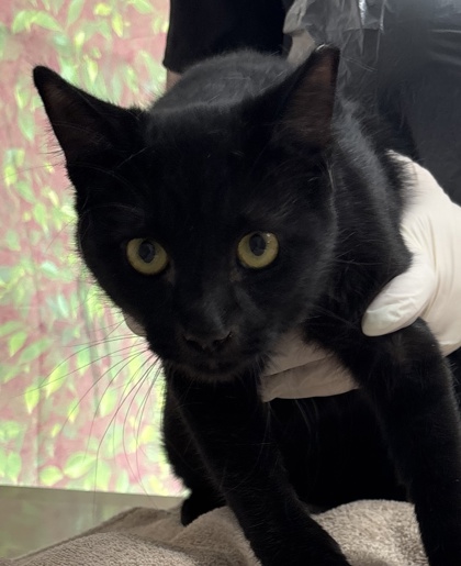 Shelter Stray Male Cat last seen Near Gardina St, Within Coalition, TX, 11300 Nacogdoches Rd, San Antonio, TX 78217, USA