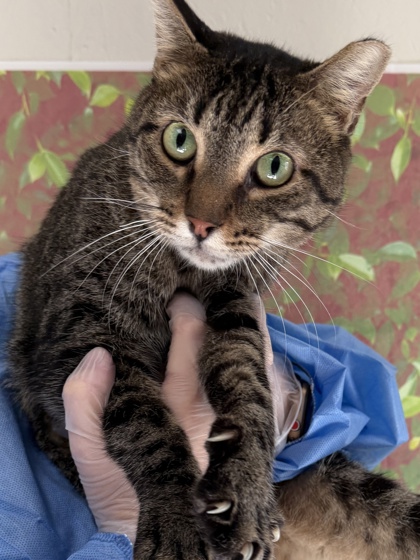 Shelter Stray Male Cat last seen Starcrest / Nacogdoches, Within Coalition, TX, 11300 Nacogdoches Rd, San Antonio, TX 78217, USA