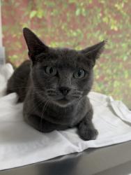 Shelter Stray Female Cat last seen Westway St / Ellana Claire, Within Coalition, TX, 11300 Nacogdoches Rd, San Antonio, TX 78217, USA