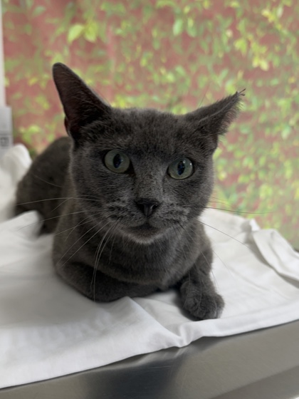 Shelter Stray Female Cat last seen Westway St / Ellana Claire, Within Coalition, TX, 11300 Nacogdoches Rd, San Antonio, TX 78217, USA