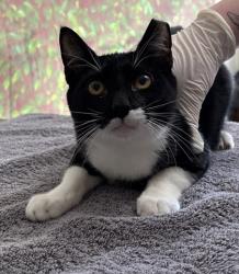 Shelter Stray Male Cat last seen Westway St / Ellana Claire, Within Coalition, TX, 11300 Nacogdoches Rd, San Antonio, TX 78217, USA
