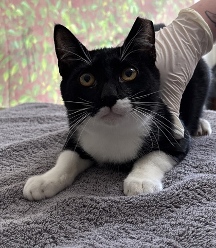 Shelter Stray Male Cat last seen Westway St / Ellana Claire, Within Coalition, TX, 11300 Nacogdoches Rd, San Antonio, TX 78217, USA