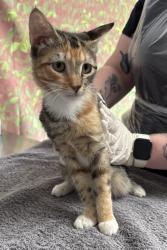Shelter Stray Female Cat last seen Westway St / Ellana Claire, Within Coalition, TX, 11300 Nacogdoches Rd, San Antonio, TX 78217, USA