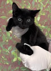 Shelter Stray Female Cat last seen Jackson Keller & Blanco, Within Coalition, TX, 11300 Nacogdoches Rd, San Antonio, TX 78217, USA