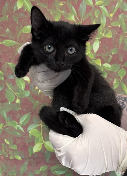Shelter Stray Female Cat last seen Jackson Keller & Blanco, Within Coalition, TX, 11300 Nacogdoches Rd, San Antonio, TX 78217, USA