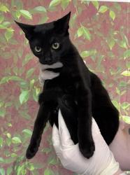 Shelter Stray Female Cat last seen Pascal / E Dewy Place, Within Coalition, TX, 11300 Nacogdoches Rd, San Antonio, TX 78217, USA
