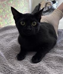 Shelter Stray Female Cat last seen Pascal / E Dewy Place, Within Coalition, TX, 11300 Nacogdoches Rd, San Antonio, TX 78217, USA