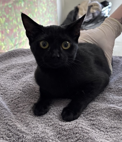 Shelter Stray Female Cat last seen Pascal / E Dewy Place, Within Coalition, TX, 11300 Nacogdoches Rd, San Antonio, TX 78217, USA