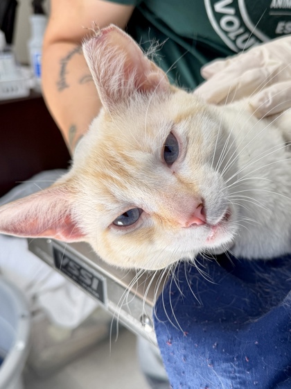Shelter Stray Male Cat last seen Mt Ida & West Ave, Within Coalition, TX, 11300 Nacogdoches Rd, San Antonio, TX 78217, USA