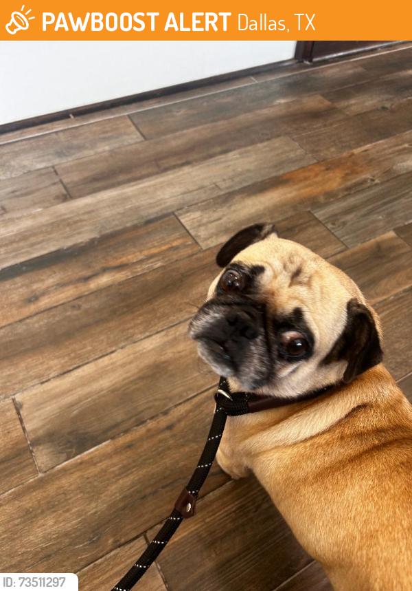 Found/Stray Male Dog last seen Edgefield Avenue, Dallas, TX 75224