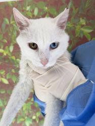 Shelter Stray Male Cat last seen Jones Maltsberger & Money Tree, Within Coalition, TX, 11300 Nacogdoches Rd, San Antonio, TX 78217, USA