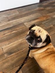 Found/Stray Male Dog last seen Edgefield Avenue, Dallas, TX 75224