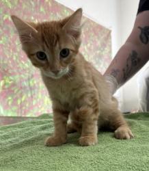 Shelter Stray Male Cat last seen Near Semlinger, Within Coalition, TX, 11300 Nacogdoches Rd, San Antonio, TX 78217, USA