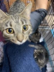 Shelter Stray Female Cat last seen Near Franke Drive, Mt. Pleasant, SC, 2455 Remount Rd, North Charleston, SC 29406, USA