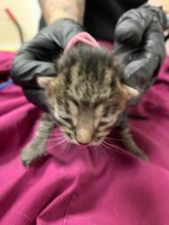 Shelter Stray Male Cat last seen Near Franke Drive, Mt. Pleasant, SC, 2455 Remount Rd, North Charleston, SC 29406, USA