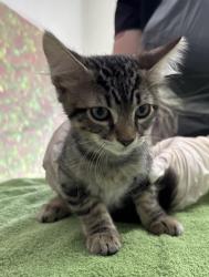 Shelter Stray Female Cat last seen Near Semlinger, Within Coalition, TX, 11300 Nacogdoches Rd, San Antonio, TX 78217, USA