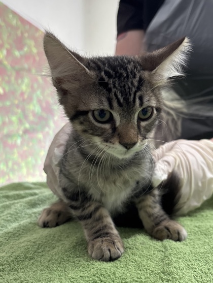 Shelter Stray Female Cat last seen Near Semlinger, Within Coalition, TX, 11300 Nacogdoches Rd, San Antonio, TX 78217, USA