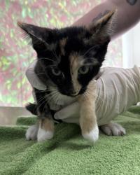 Shelter Stray Female Cat last seen Near Semlinger, Within Coalition, TX, 11300 Nacogdoches Rd, San Antonio, TX 78217, USA