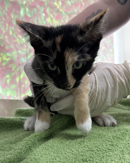 Shelter Stray Female Cat last seen Near Semlinger, Within Coalition, TX, 11300 Nacogdoches Rd, San Antonio, TX 78217, USA