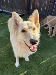Found/Stray Male Dog last seen W Ashlan and N Marks near family dollar, Fresno, CA 93722