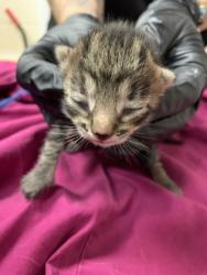 Shelter Stray Male Cat last seen Near Franke Drive, Mt. Pleasant, SC, 2455 Remount Rd, North Charleston, SC 29406, USA