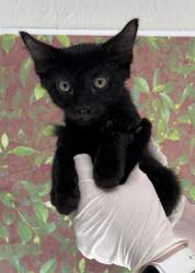Shelter Stray Male Cat last seen Near Semlinger, Within Coalition, TX, 11300 Nacogdoches Rd, San Antonio, TX 78217, USA
