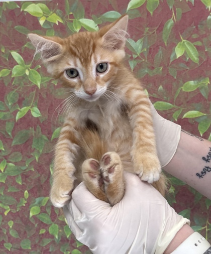 Shelter Stray Male Cat last seen Near Semlinger, Within Coalition, TX, 11300 Nacogdoches Rd, San Antonio, TX 78217, USA