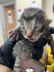 Shelter Stray Male Cat last seen Near Franke Drive, Mt. Pleasant, SC, 2455 Remount Rd, North Charleston, SC 29406, USA