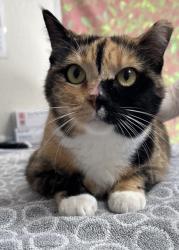 Shelter Stray Female Cat last seen Near Wayside, Within Coalition, TX, 11300 Nacogdoches Rd, San Antonio, TX 78217, USA