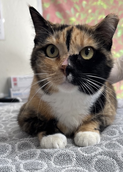 Shelter Stray Female Cat last seen Near Wayside, Within Coalition, TX, 11300 Nacogdoches Rd, San Antonio, TX 78217, USA