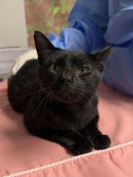 Shelter Stray Male Cat last seen Cherry & Vance Jackson, Within Coalition, TX, 11300 Nacogdoches Rd, San Antonio, TX 78217, USA