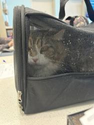Shelter Stray Unknown Cat last seen Palodura Ct, Fishers City, IN, 10501 Hague Rd, Fishers, IN 46038, USA