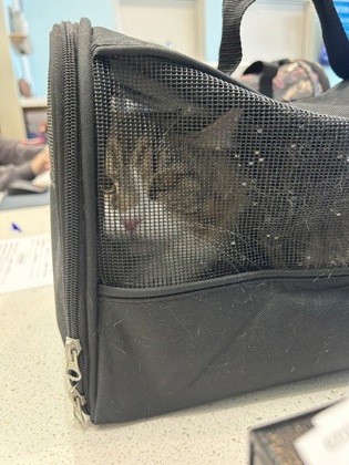 Shelter Stray Unknown Cat last seen Palodura Ct, Fishers City, IN, 10501 Hague Rd, Fishers, IN 46038, USA
