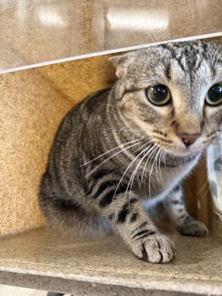 Shelter Stray Female Cat last seen , Caddo Parish, LA, 1500 Monty St, Shreveport, LA 71107, USA