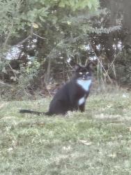 Found/Stray Unknown Cat last seen Kittery Drive, Virginia Beach, VA 23464