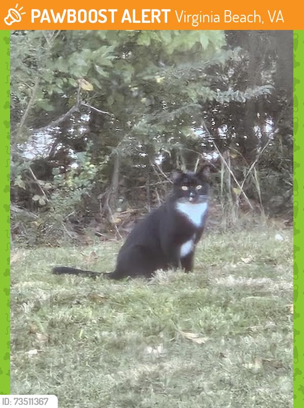 Found/Stray Unknown Cat last seen Kittery Drive, Virginia Beach, VA 23464