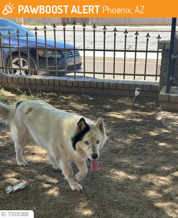 Found/Stray Female Dog last seen 59th Ave and Roosevelt, Phoenix, AZ 85043