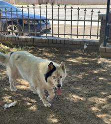 Found/Stray Female Dog last seen 59th Ave and Roosevelt, Phoenix, AZ 85043