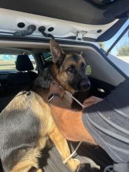 Reunited Male Dog last seen S airport way and French Camp Rd, Manteca, CA 95336
