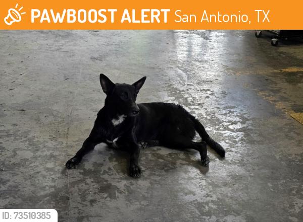Found/Stray Male Dog last seen Hwy 87 and S Foster Rd, San Antonio, TX 78220